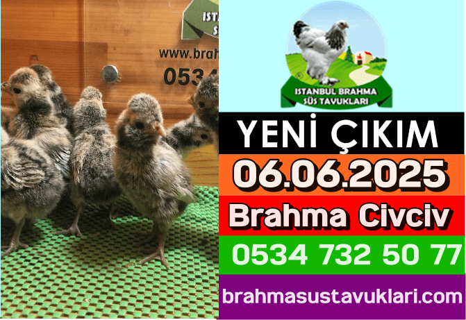 İstanbul Süs Tavukları Kuluçkalık Yumurta & Civciv