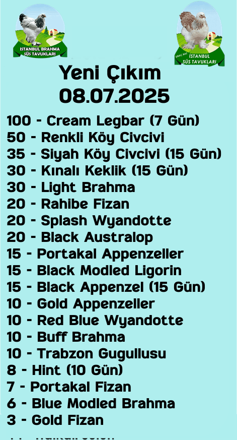 İstanbul Süs Tavukları Kuluçkalık Yumurta & Civciv