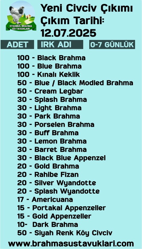 İstanbul Süs Tavukları Kuluçkalık Yumurta & Civciv
