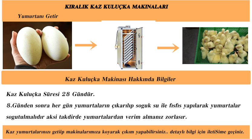 Kiralık Kuluçka Makineleri İstanbul Süs TAVUKLARI İstanbul Süs Tavukları Kuluçkalık Yumurta & Civciv