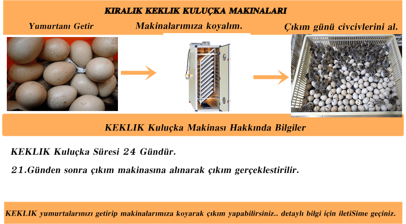 Kiralık Kuluçka Makineleri İstanbul Süs TAVUKLARI İstanbul Süs Tavukları Kuluçkalık Yumurta & Civciv