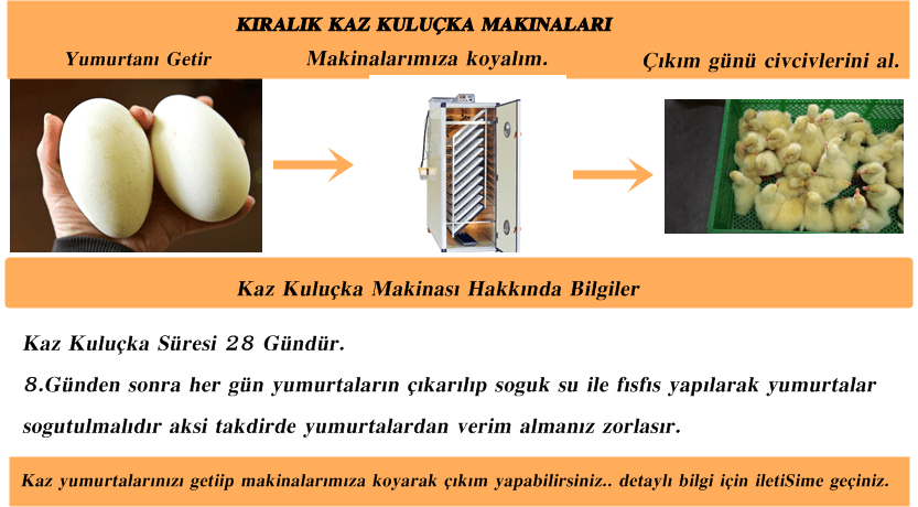 Kiralık Kuluçka Makineleri İstanbul Süs TAVUKLARI İstanbul Süs Tavukları Kuluçkalık Yumurta & Civciv