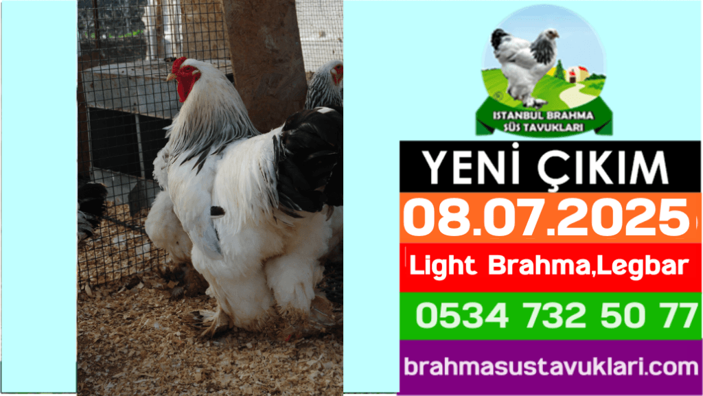 İstanbul Süs Tavukları Kuluçkalık Yumurta & Civciv