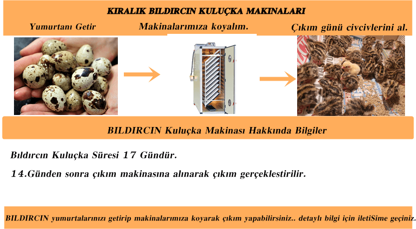 Kiralık Kuluçka Makineleri İstanbul Süs TAVUKLARI İstanbul Süs Tavukları Kuluçkalık Yumurta & Civciv
