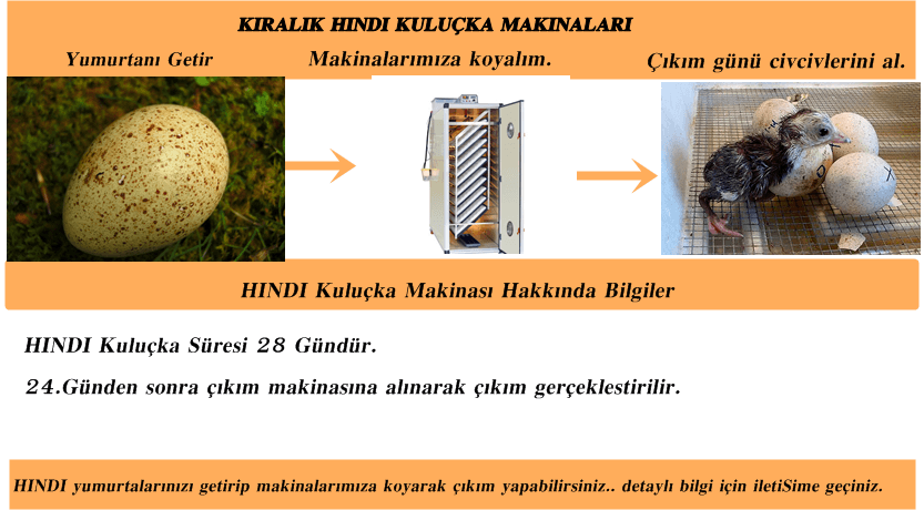 Kiralık Kuluçka Makineleri İstanbul Süs TAVUKLARI İstanbul Süs Tavukları Kuluçkalık Yumurta & Civciv