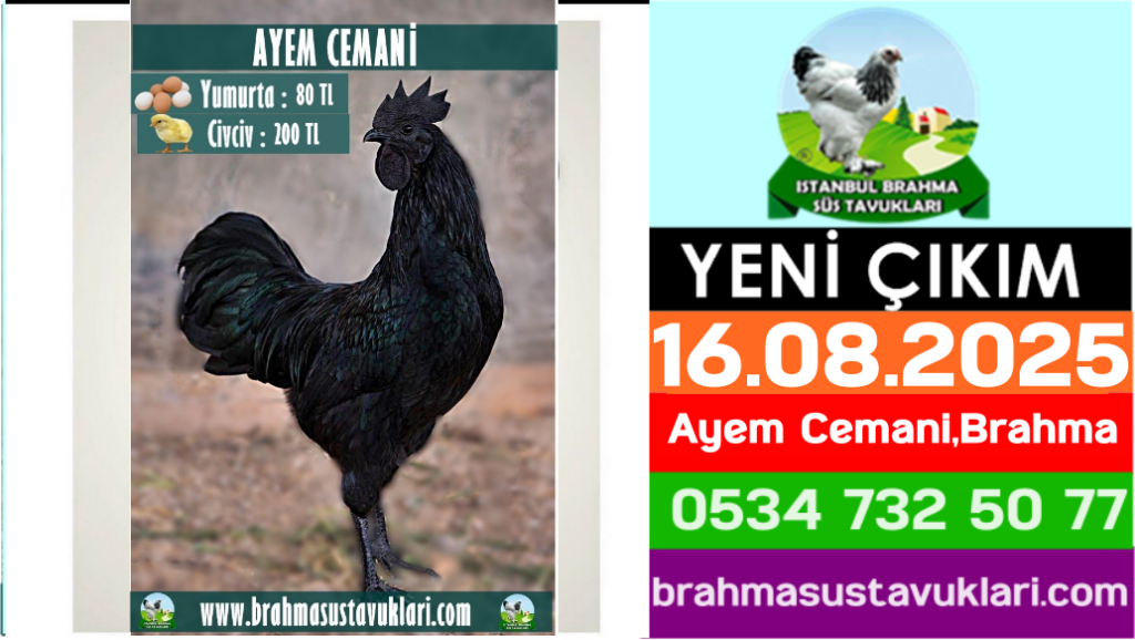 İstanbul Süs Tavukları Kuluçkalık Yumurta & Civciv