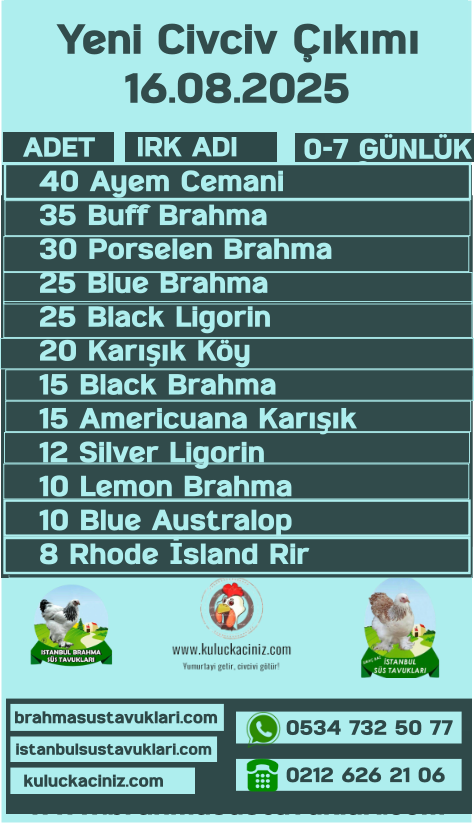 İstanbul Süs Tavukları Kuluçkalık Yumurta & Civciv