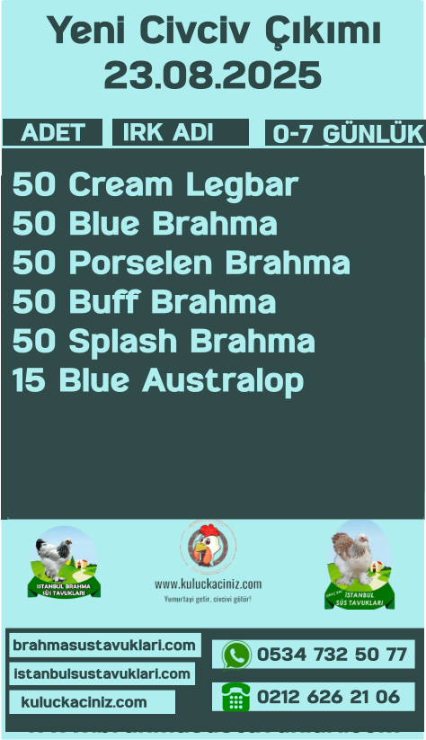 İstanbul Süs Tavukları Kuluçkalık Yumurta & Civciv