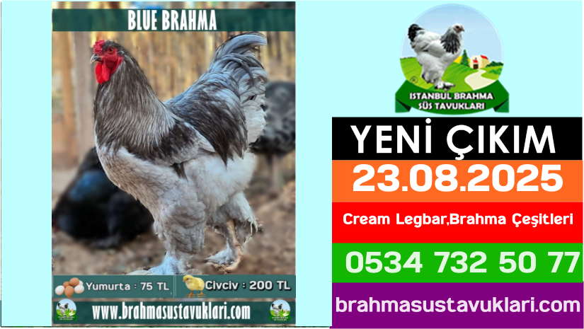 İstanbul Süs Tavukları Kuluçkalık Yumurta & Civciv