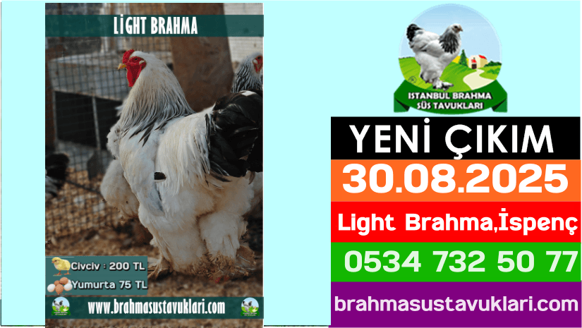İstanbul Süs Tavukları Kuluçkalık Yumurta & Civciv