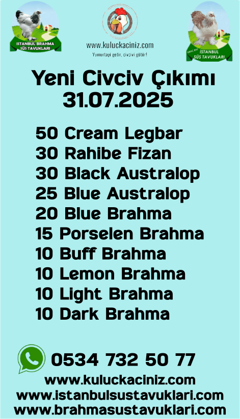 İstanbul Süs Tavukları Kuluçkalık Yumurta & Civciv