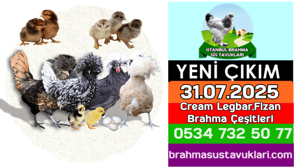 İstanbul Süs Tavukları Kuluçkalık Yumurta & Civciv
