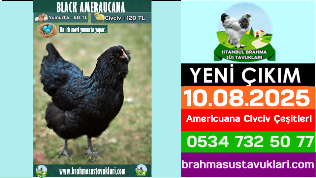 İstanbul Süs Tavukları Kuluçkalık Yumurta & Civciv