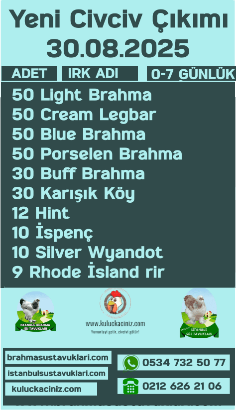 İstanbul Süs Tavukları Kuluçkalık Yumurta & Civciv