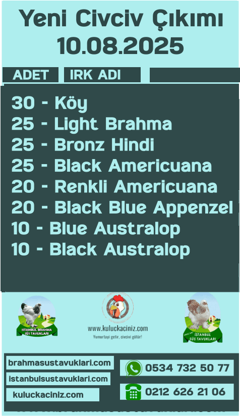 İstanbul Süs Tavukları Kuluçkalık Yumurta & Civciv