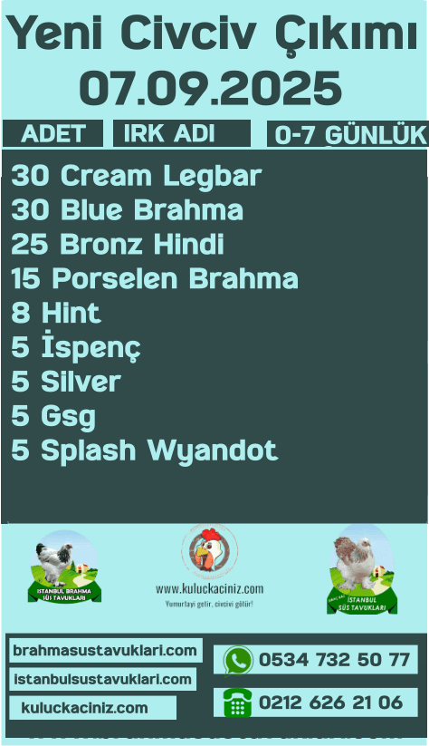 İstanbul Süs Tavukları Kuluçkalık Yumurta & Civciv