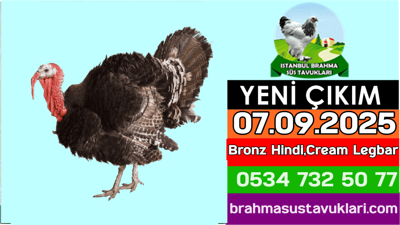 İstanbul Süs Tavukları Kuluçkalık Yumurta & Civciv