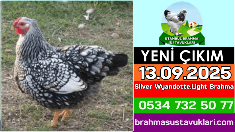 İstanbul Süs Tavukları Kuluçkalık Yumurta & Civciv