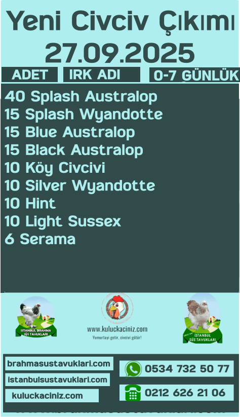 İstanbul Süs Tavukları Kuluçkalık Yumurta & Civciv
