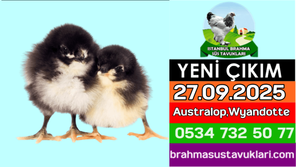 İstanbul Süs Tavukları Kuluçkalık Yumurta & Civciv