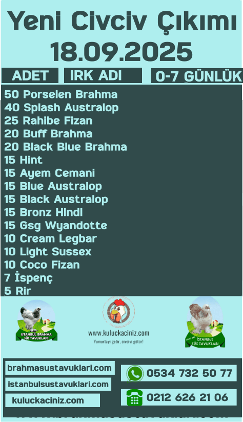 Yeni Çıkım 18.09.2025 - Fizan Civciv Çeşitleri İstanbul Süs TAVUKLARI İstanbul Süs Tavukları Kuluçkalık Yumurta & Civciv