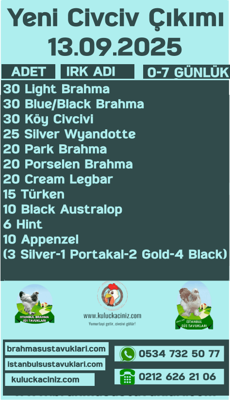 İstanbul Süs Tavukları Kuluçkalık Yumurta & Civciv