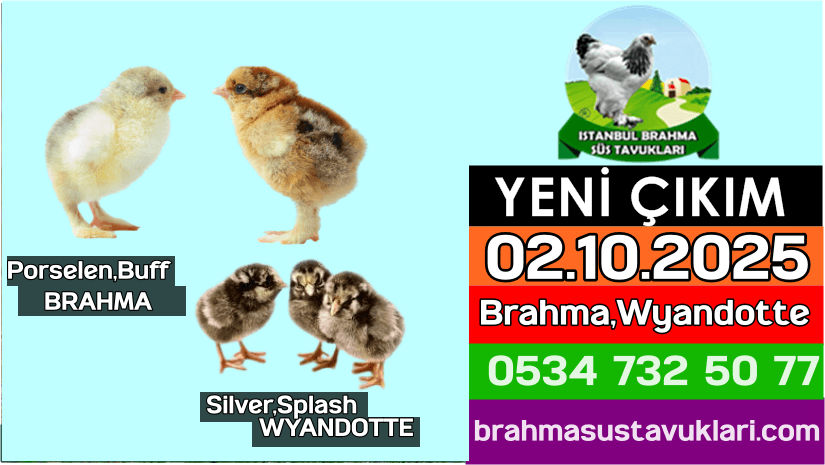 İstanbul Süs Tavukları Kuluçkalık Yumurta & Civciv