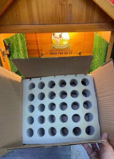 Sünger Yumurta Viyolü Kuluçka