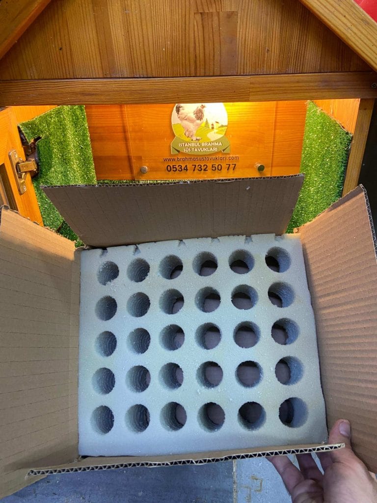 Sünger Yumurta Viyolü Kuluçka