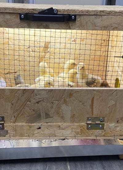 Civciv Büyütme Kafesi