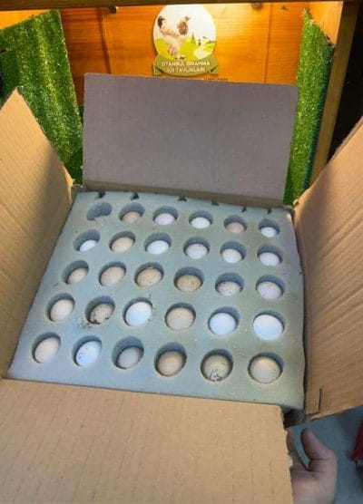 Sünger Yumurta Viyolü Kuluçka