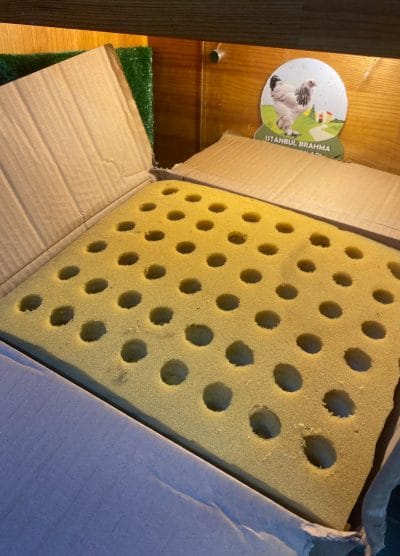 Sünger Yumurta Viyolü Kuluçka