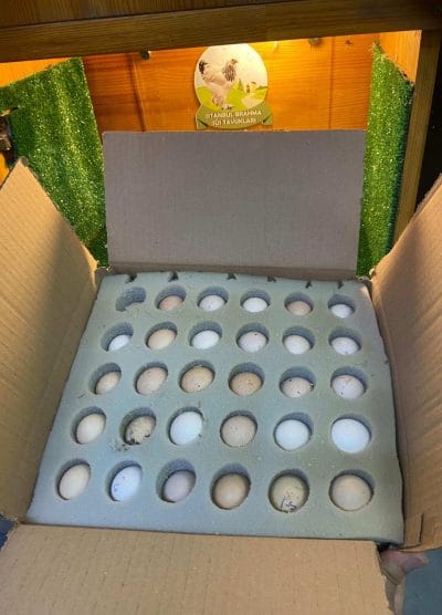 Sünger Yumurta Viyolü Kuluçka