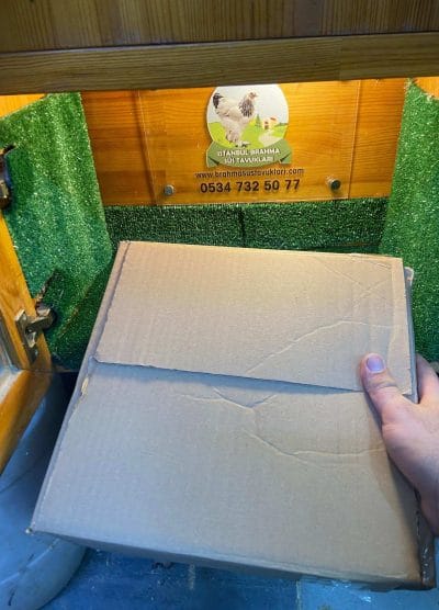 Sünger Yumurta Viyolü Kuluçka