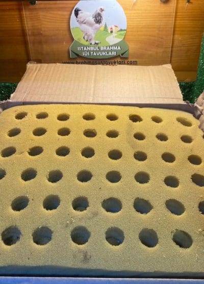 Sünger Yumurta Viyolü Kuluçka