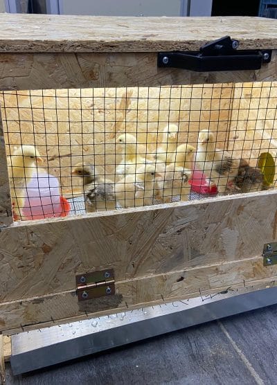 Civciv Büyütme Kafesi