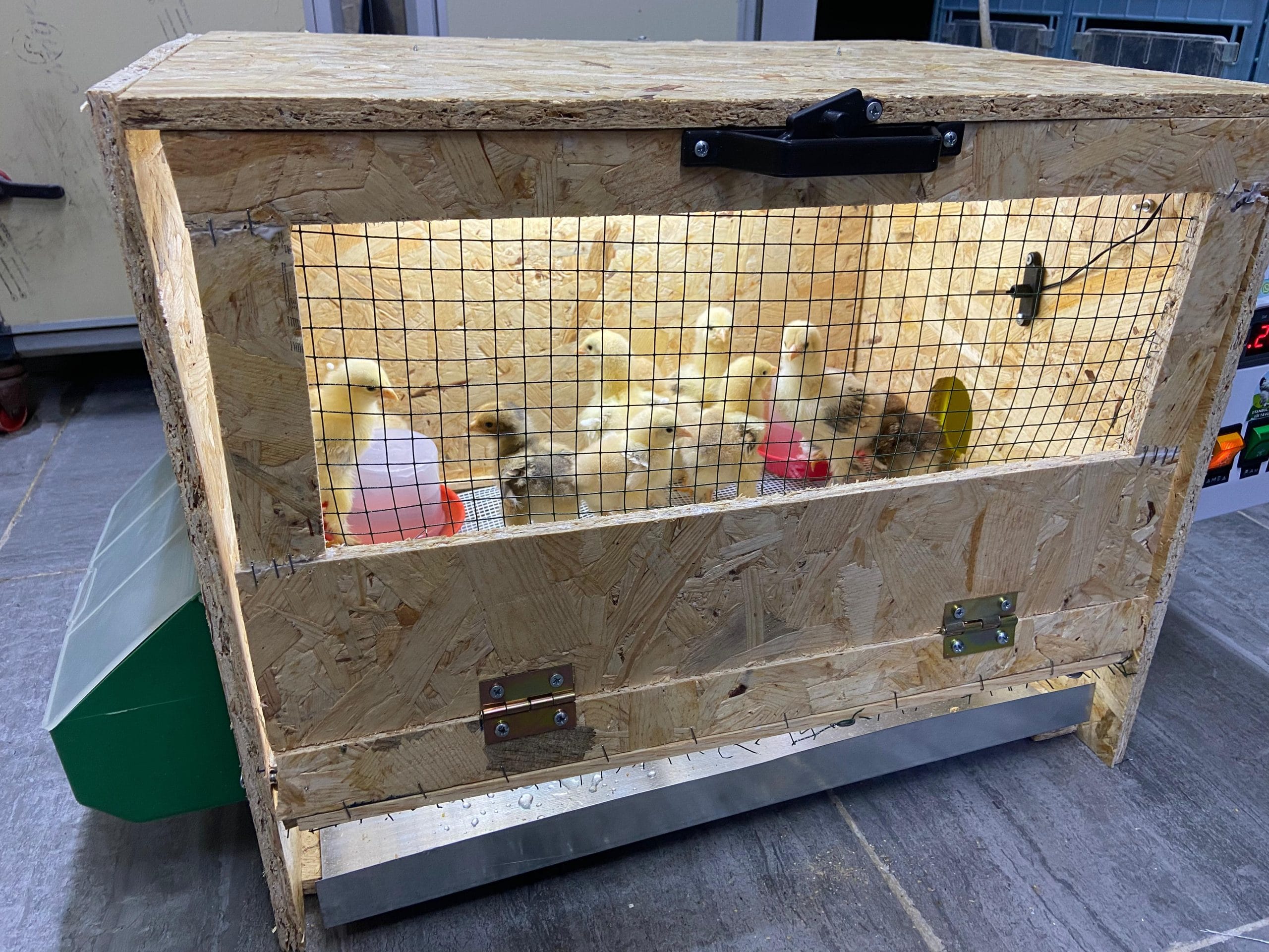 Civciv Büyütme Kafesi Küçük Otomatik İstanbul Süs TAVUKLARI Civciv Büyütme Kafesi