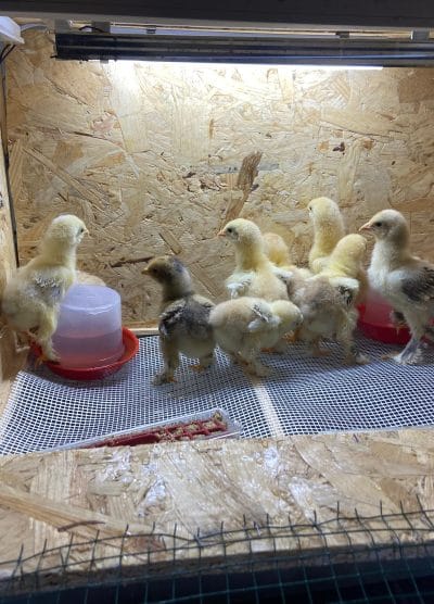 Civciv Büyütme Kafesi