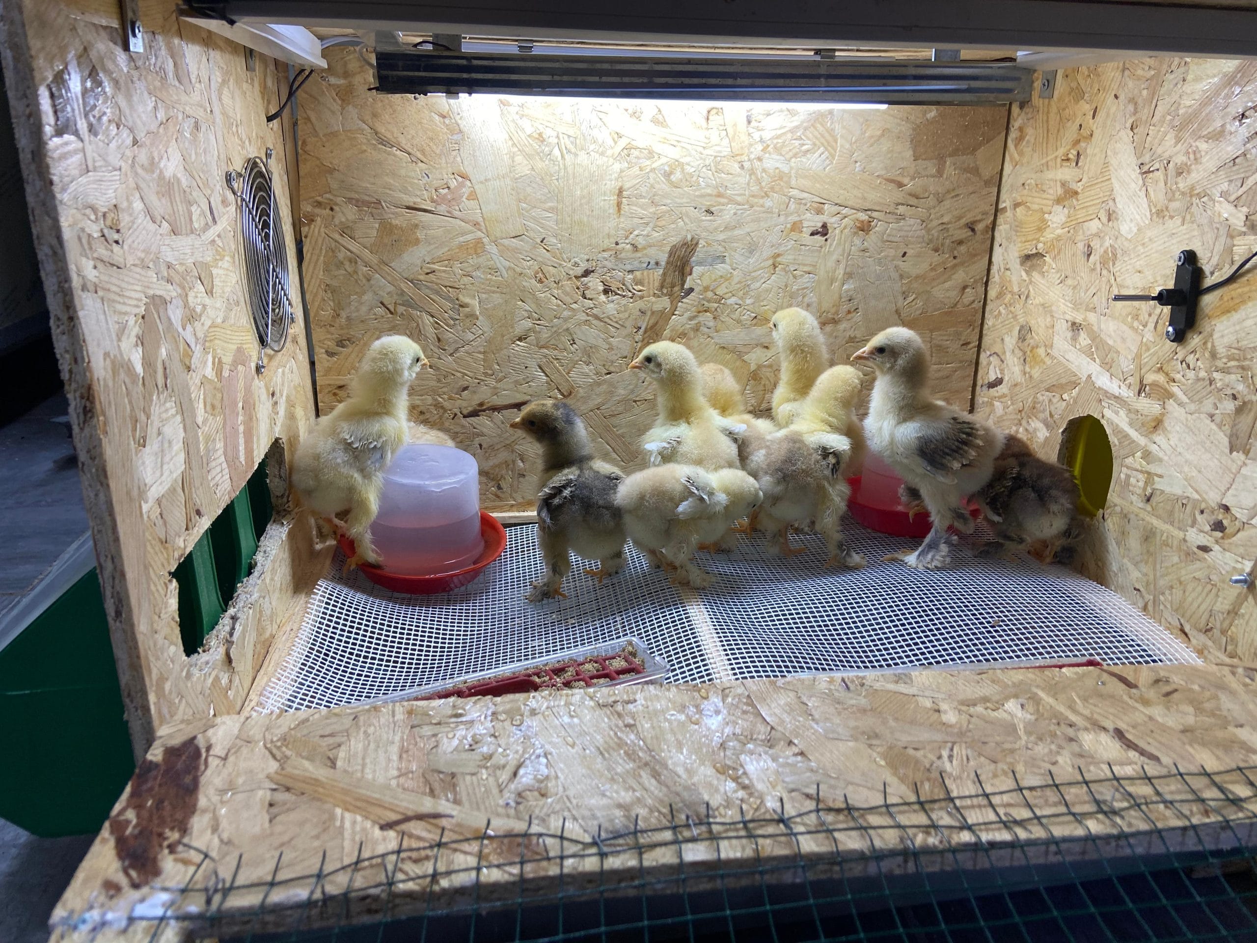 Civciv Büyütme Kafesi Küçük Otomatik İstanbul Süs TAVUKLARI Civciv Büyütme Kafesi