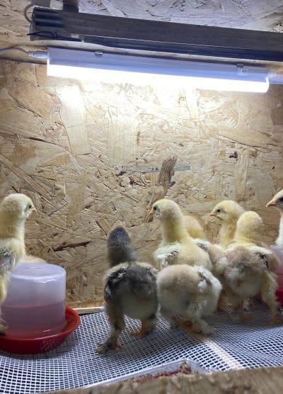 Civciv Büyütme Kafesi