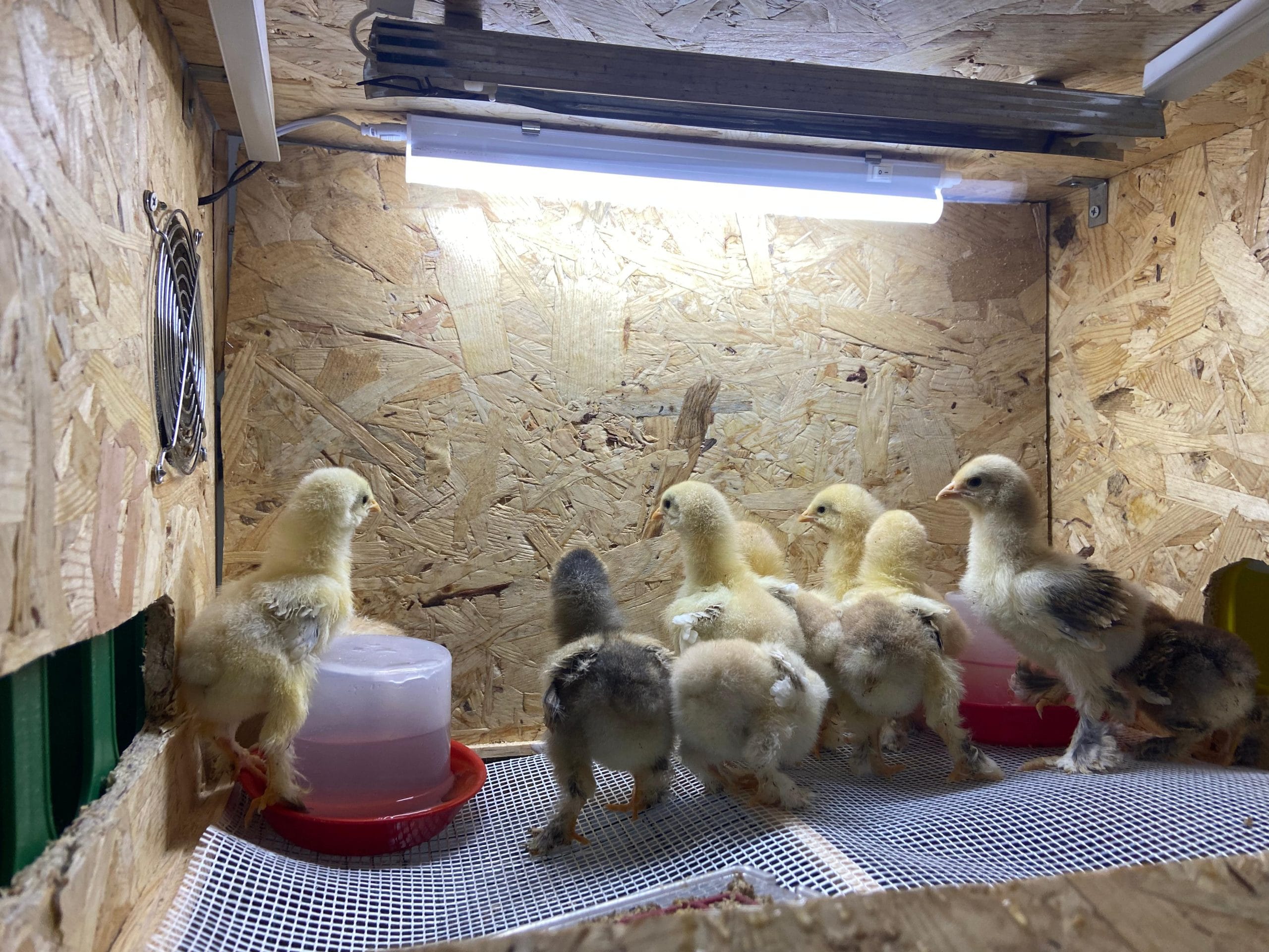 Civciv Büyütme Kafesi Küçük Otomatik İstanbul Süs TAVUKLARI Civciv Büyütme Kafesi