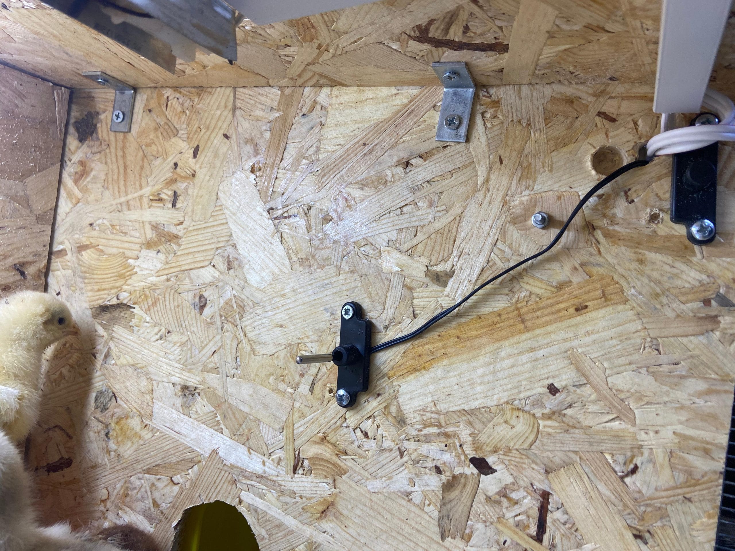 Civciv Büyütme Kafesi Küçük Otomatik İstanbul Süs TAVUKLARI Civciv Büyütme Kafesi