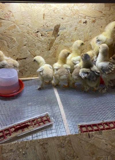 Civciv Büyütme Kafesi