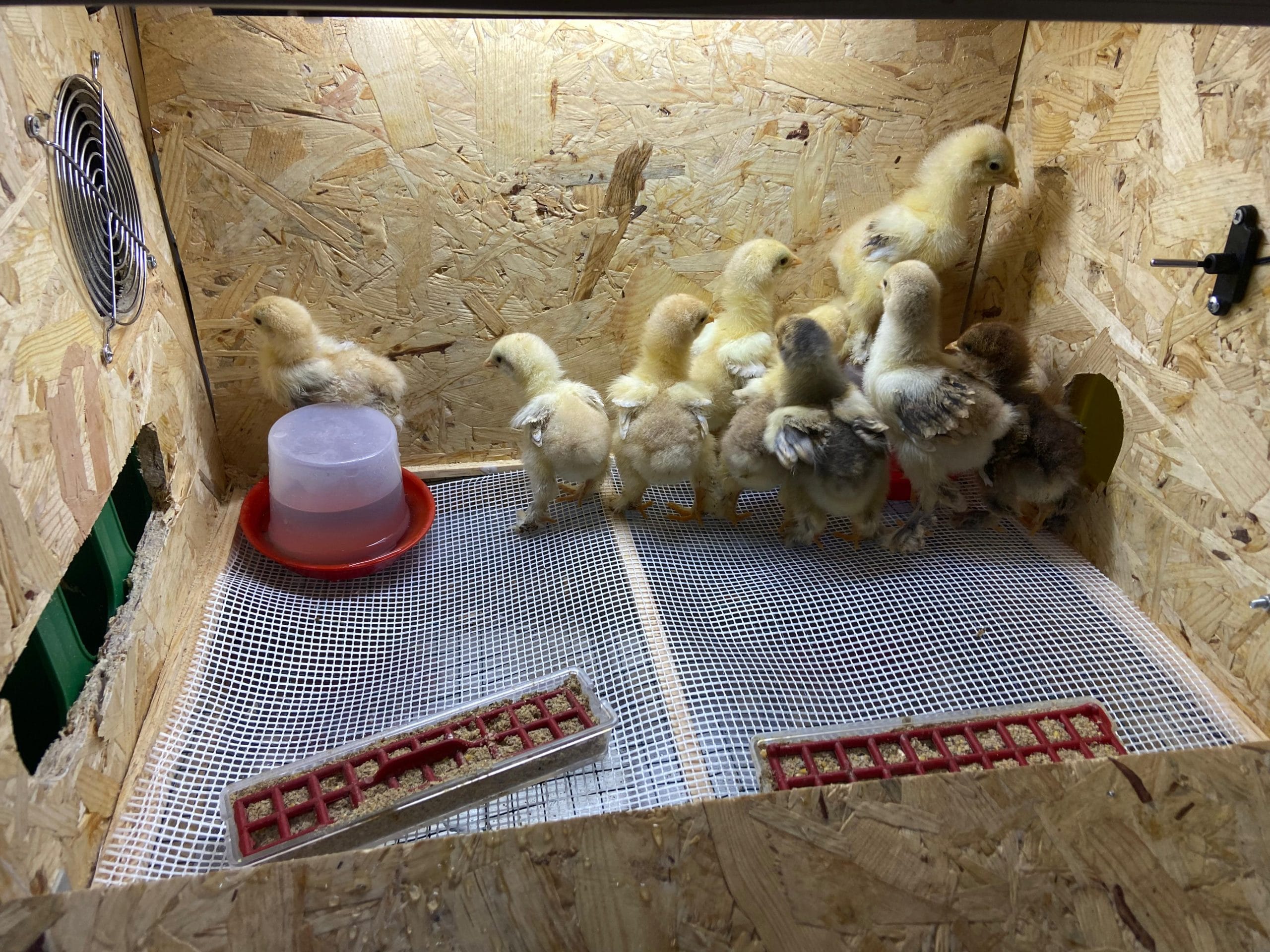 Civciv Büyütme Kafesi Küçük Otomatik İstanbul Süs TAVUKLARI Civciv Büyütme Kafesi