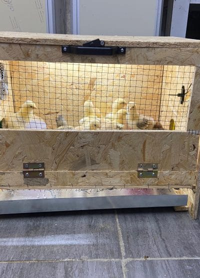 Civciv Büyütme Kafesi