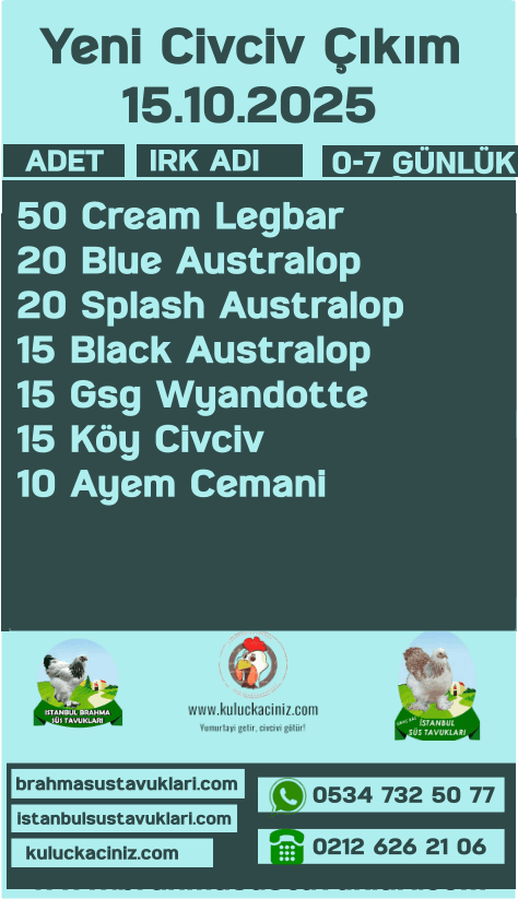 İstanbul Süs Tavukları Kuluçkalık Yumurta & Civciv