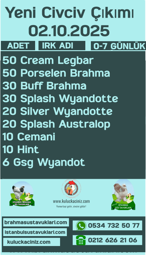 İstanbul Süs Tavukları Kuluçkalık Yumurta & Civciv