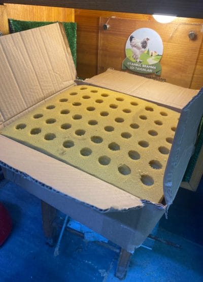 Sünger Yumurta Viyolü Kuluçka