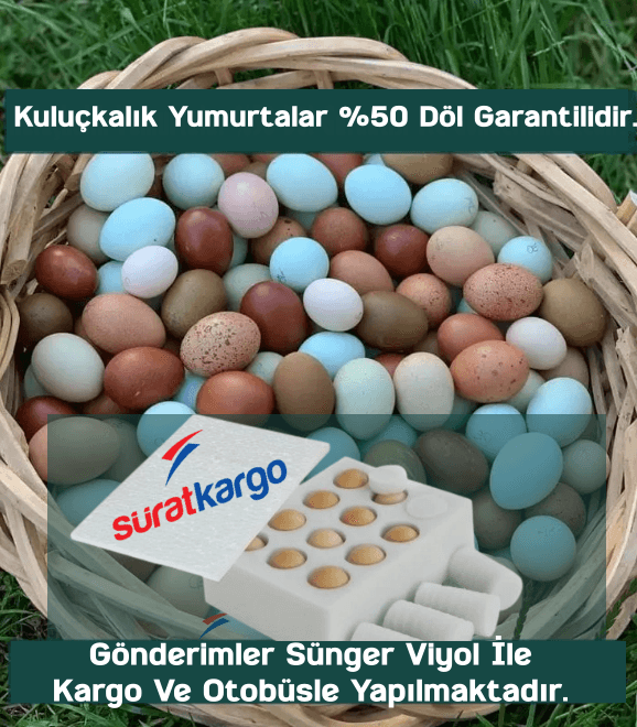 İstanbul Süs Tavukları Kuluçkalık Yumurta & Civciv