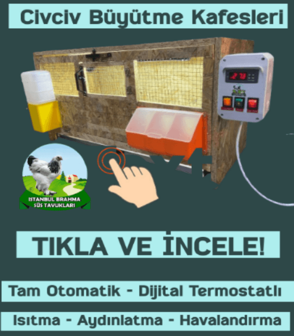 Civciv Büyütme Kafesi